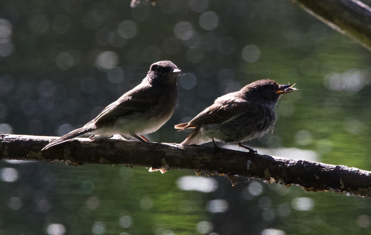 Black x Eastern Phoebe (hybrid) - ML641397055
