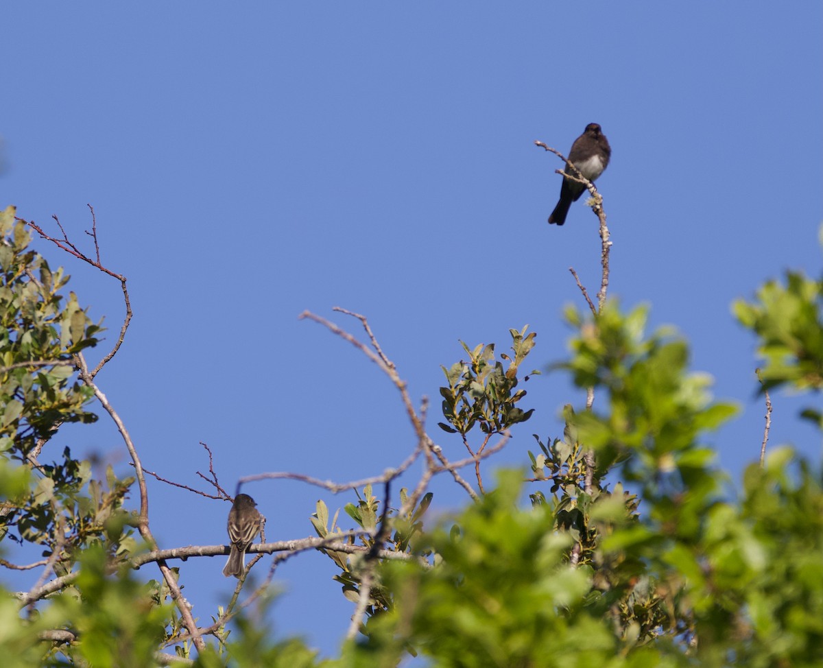 Black x Eastern Phoebe (hybrid) - ML641397056
