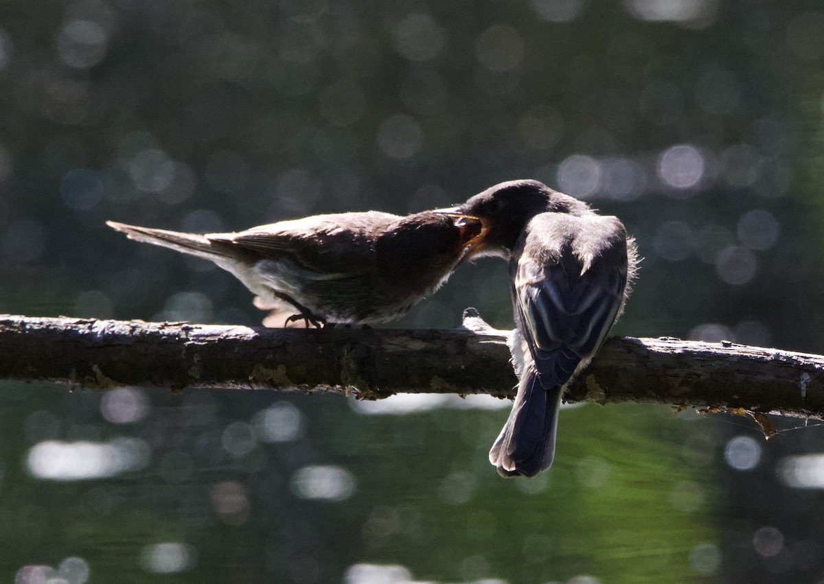 Black x Eastern Phoebe (hybrid) - ML641397057