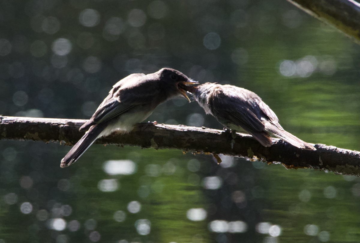 Black x Eastern Phoebe (hybrid) - ML641397058
