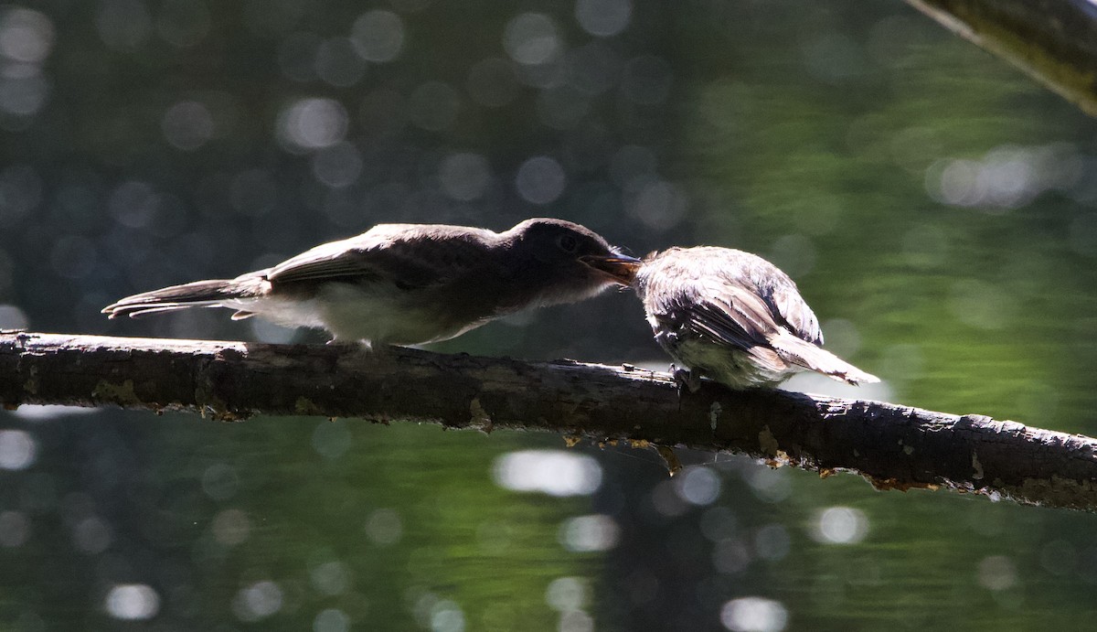 Black x Eastern Phoebe (hybrid) - ML641397059