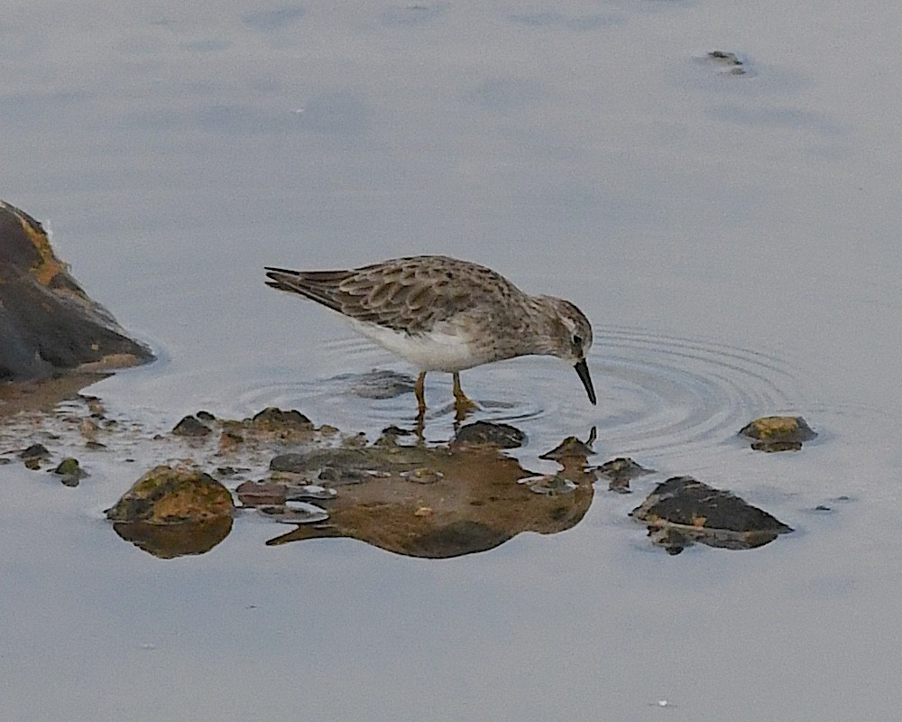 Least Sandpiper - ML641397089