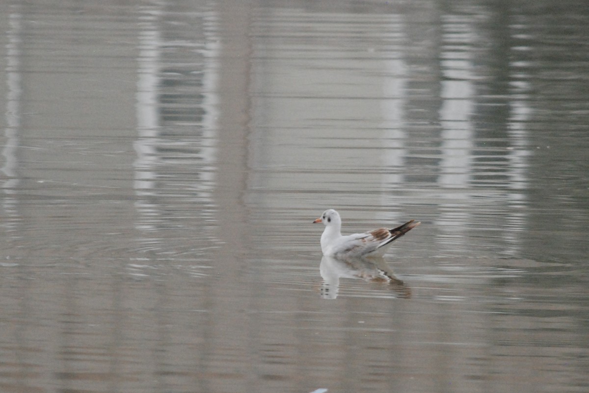 Black-headed Gull - ML641397104