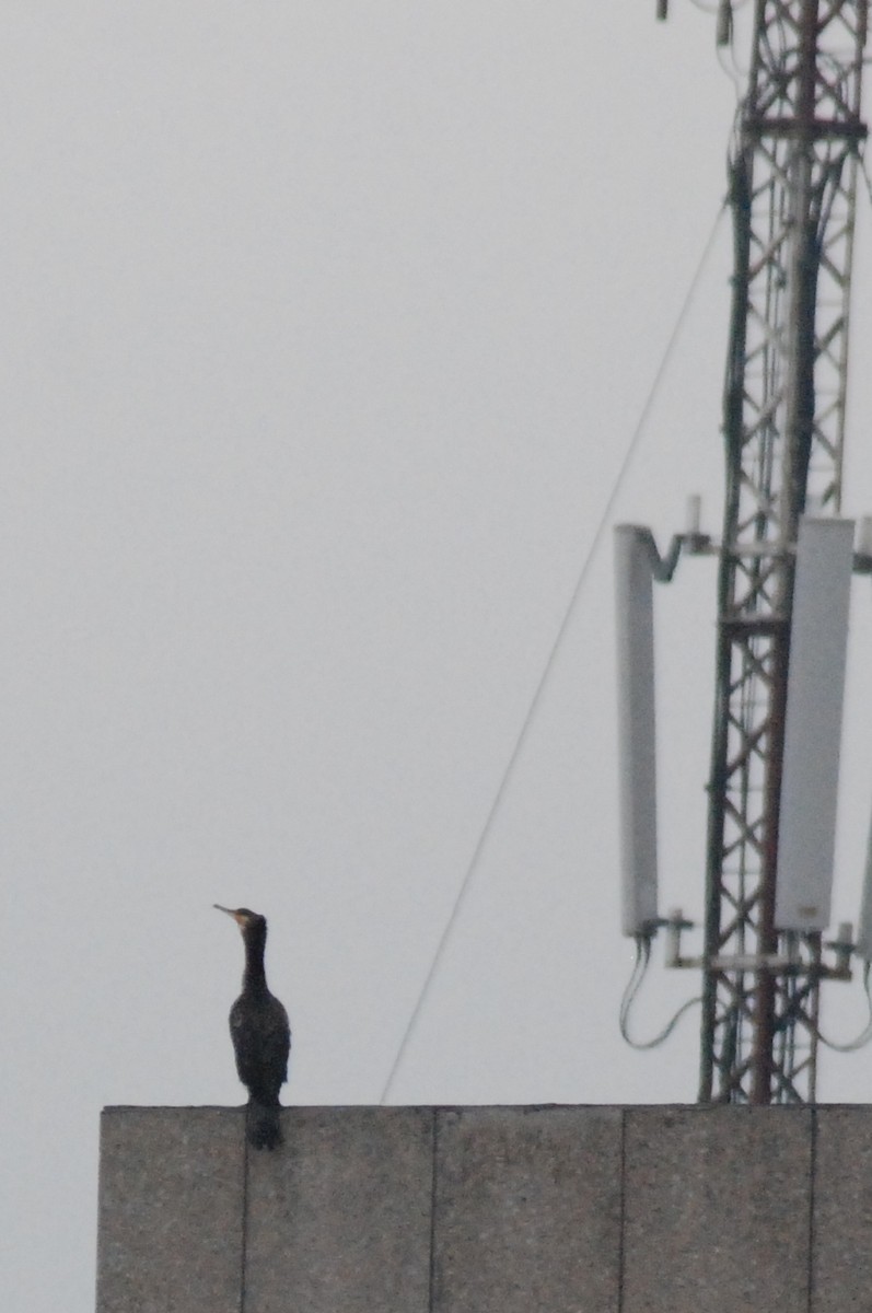 Great Cormorant - ML641397118