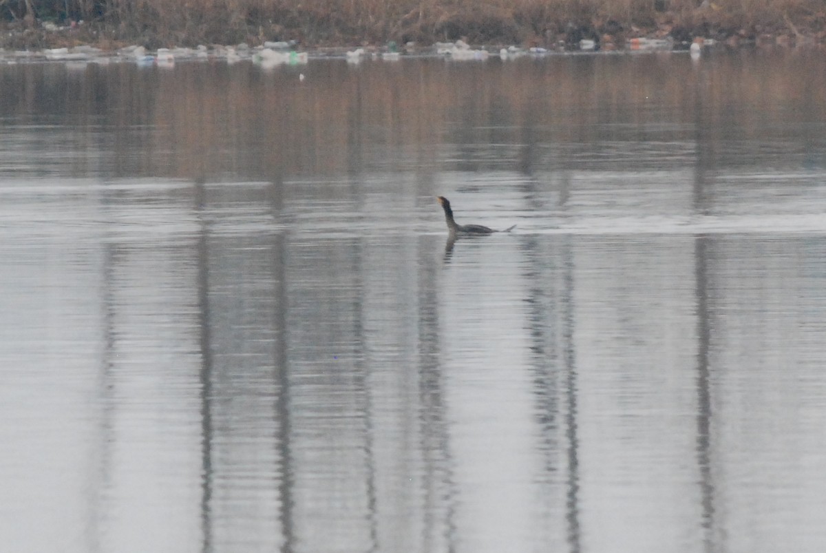 Great Cormorant - ML641397119