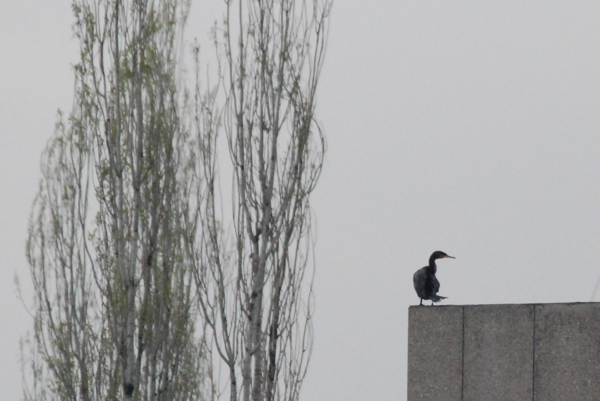 Great Cormorant - ML641397120