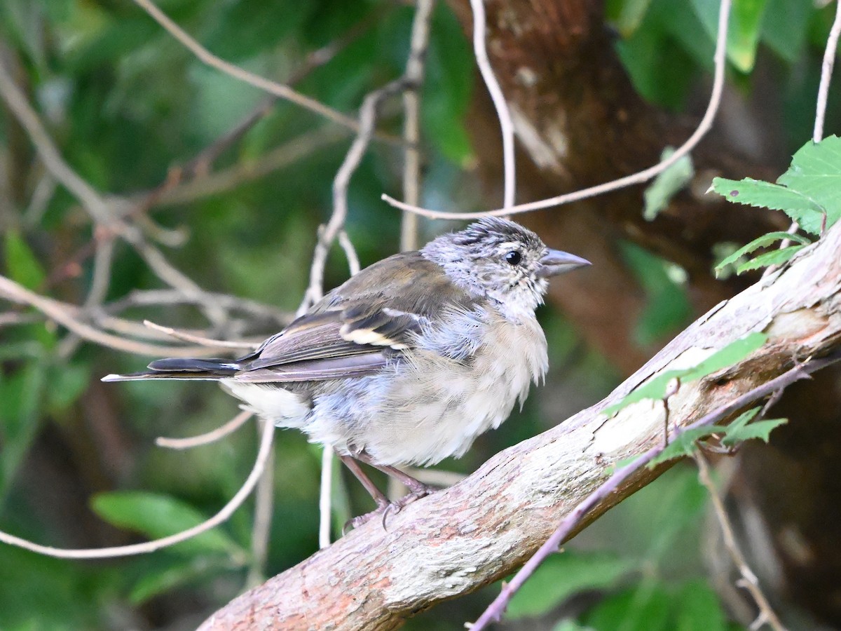 Azores Chaffinch - ML641397138