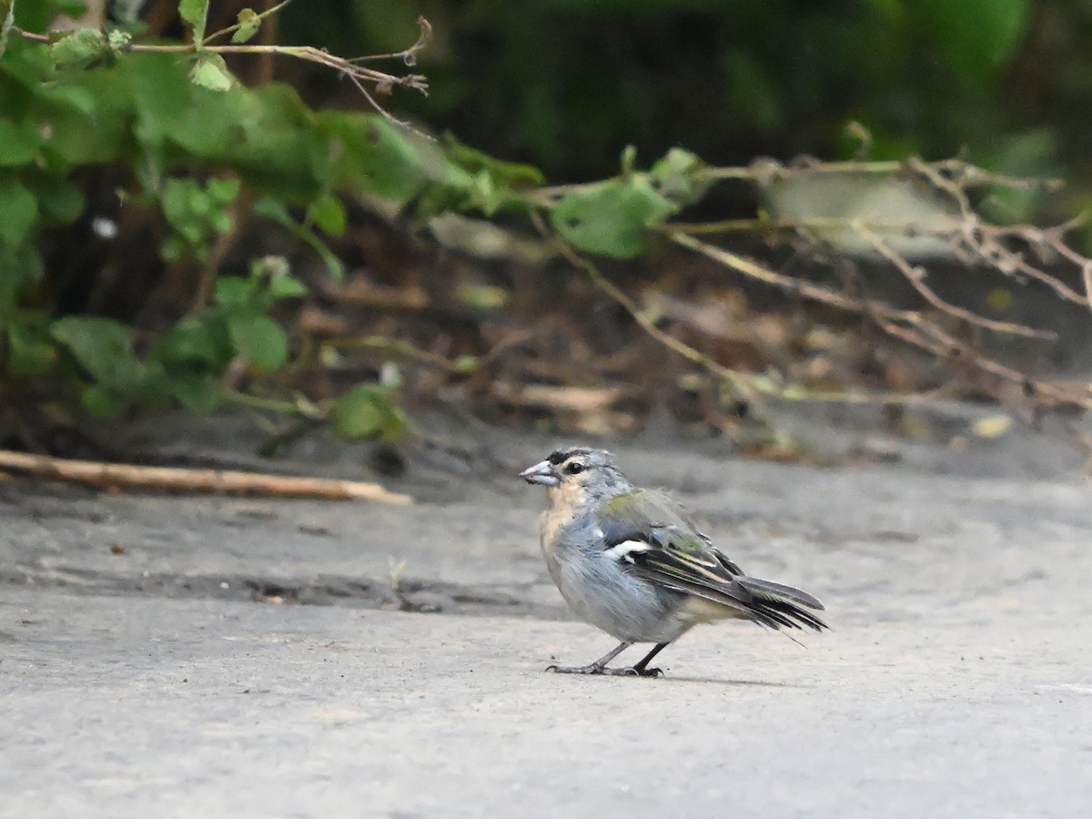 Azores Chaffinch - ML641397145