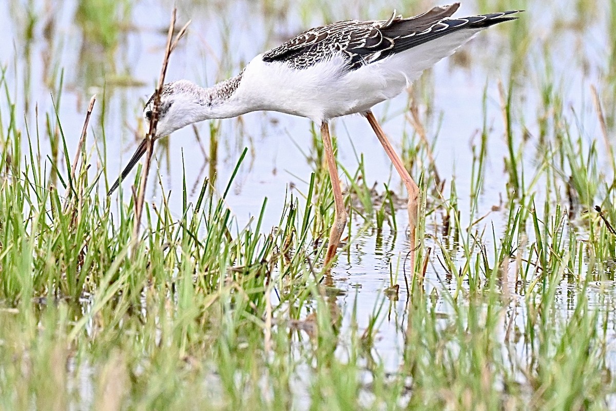 Black-winged Stilt - ML641397170