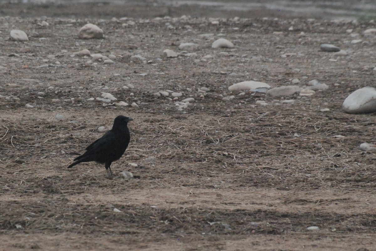 Carrion Crow - ML641397177