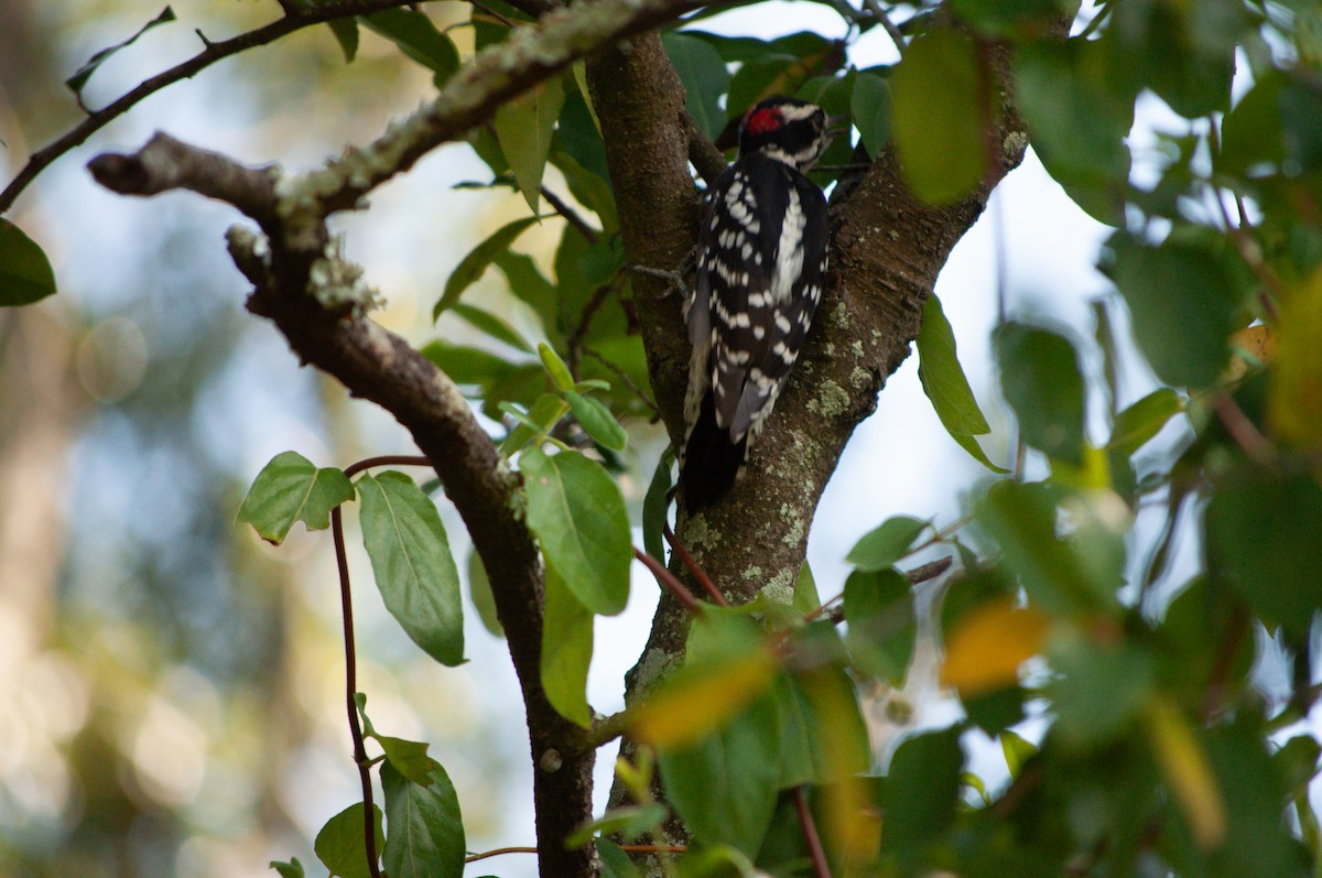 Downy Woodpecker - ML641397180