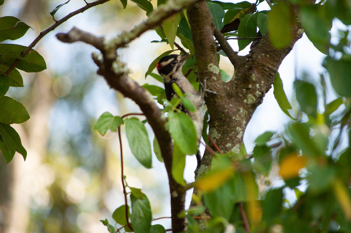 Downy Woodpecker - ML641397181