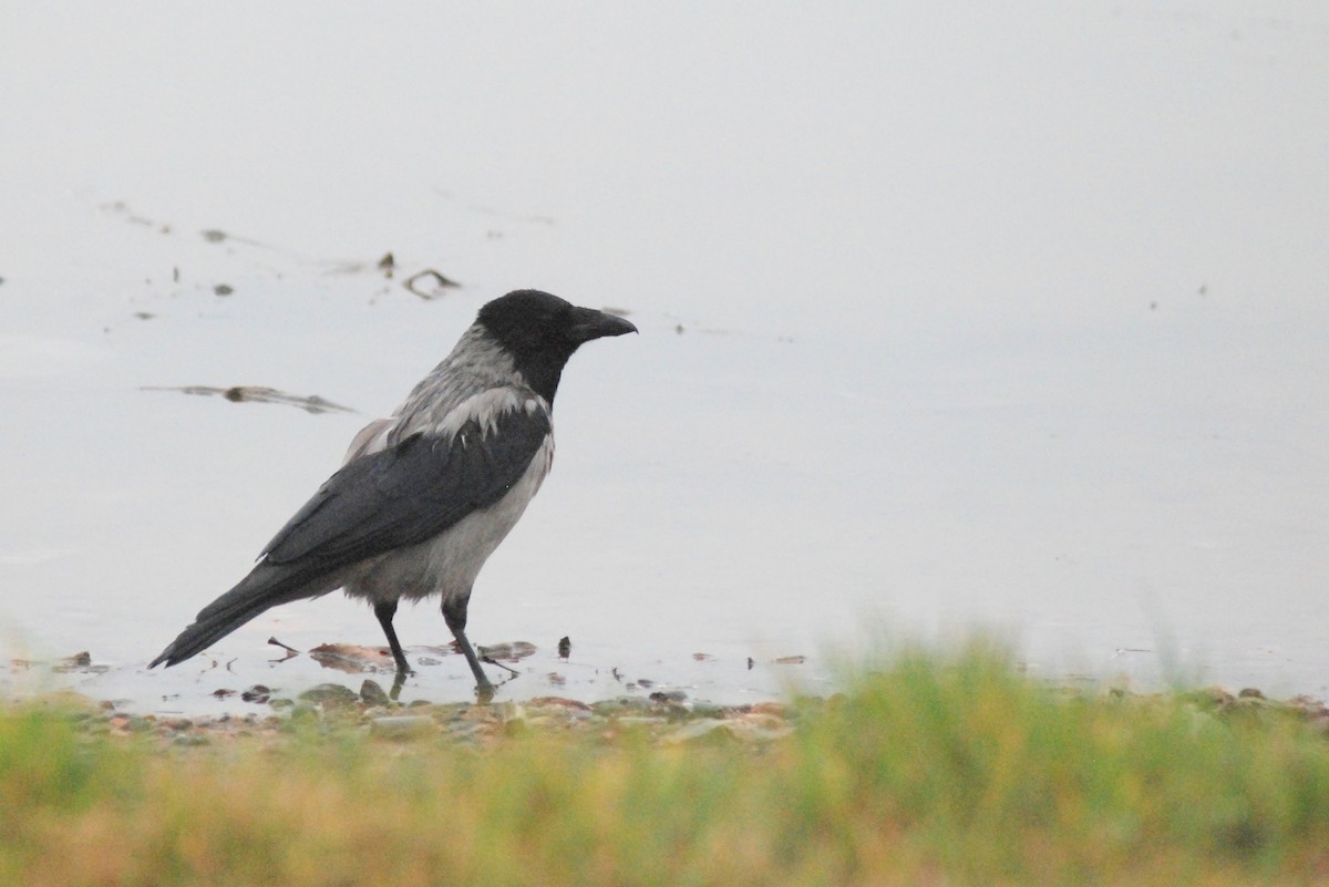 Hooded Crow - ML641397182