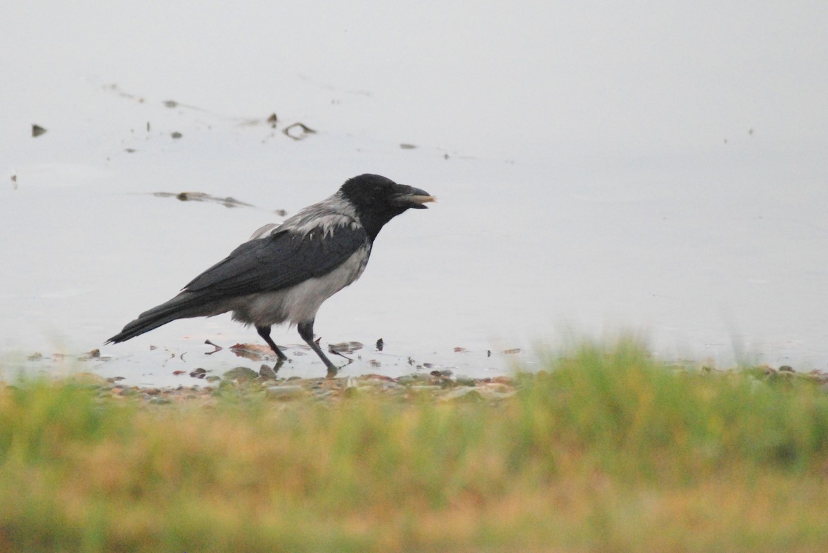 Hooded Crow - ML641397183