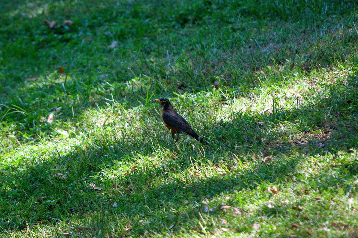 American Robin - ML641397187
