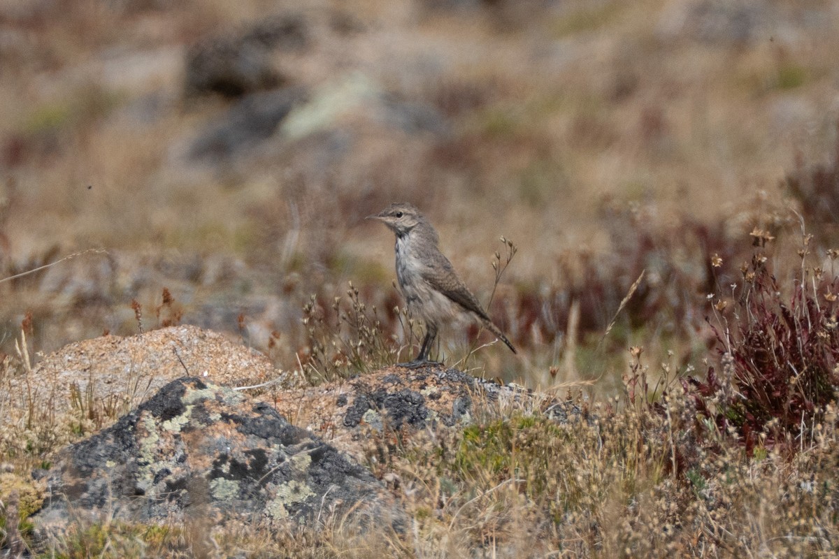 Rock Wren - ML641397193