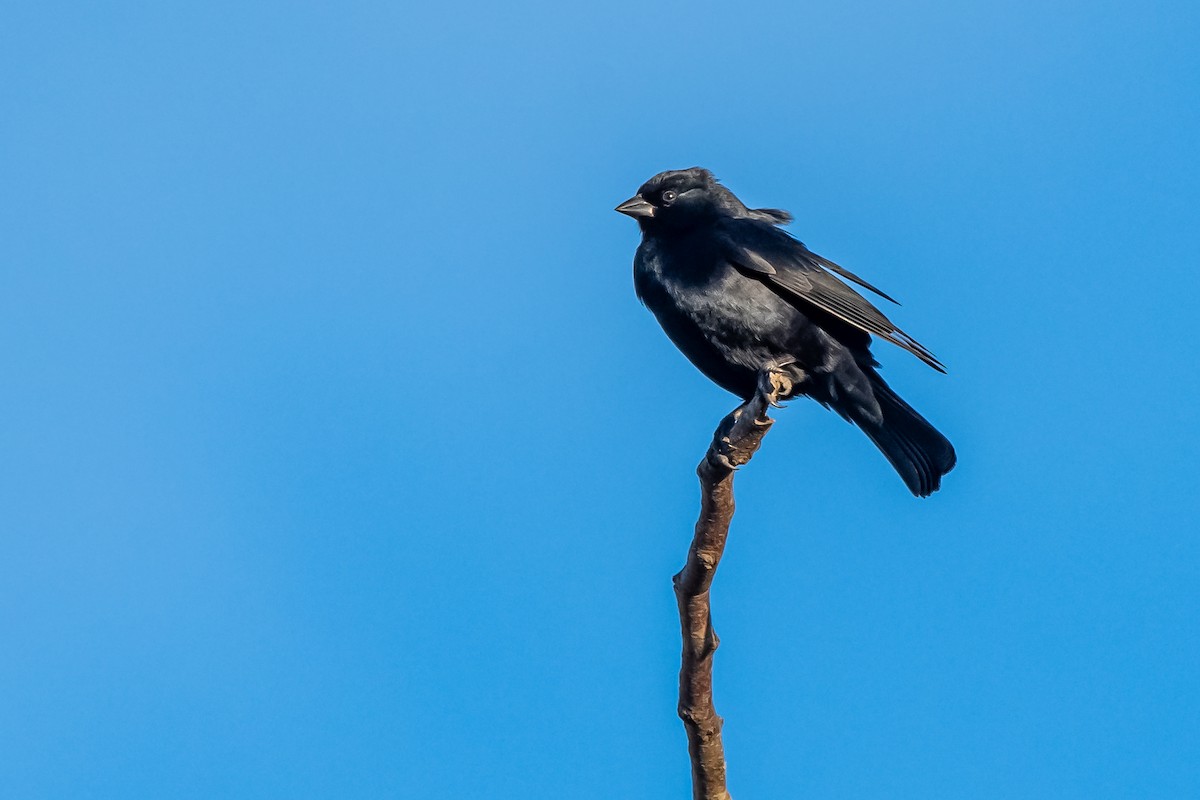 Screaming Cowbird - ML641397198