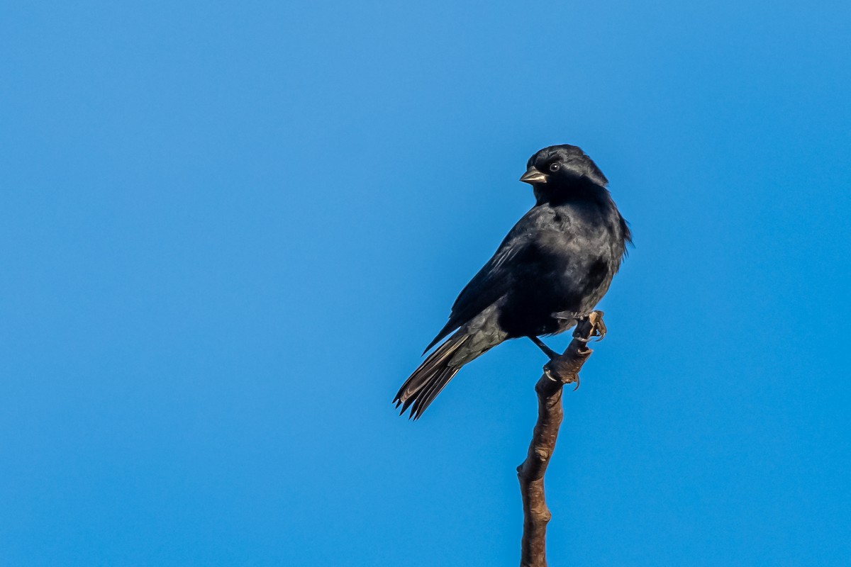 Screaming Cowbird - ML641397199