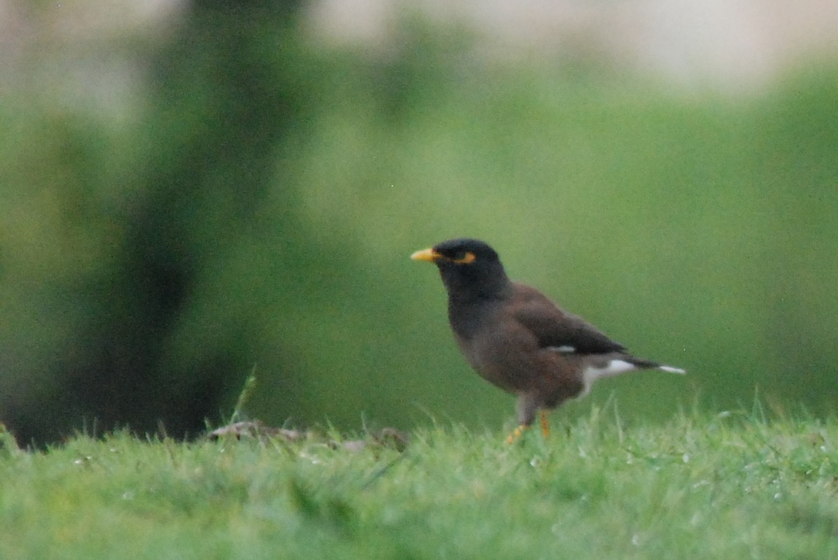 Common Myna - ML641397204