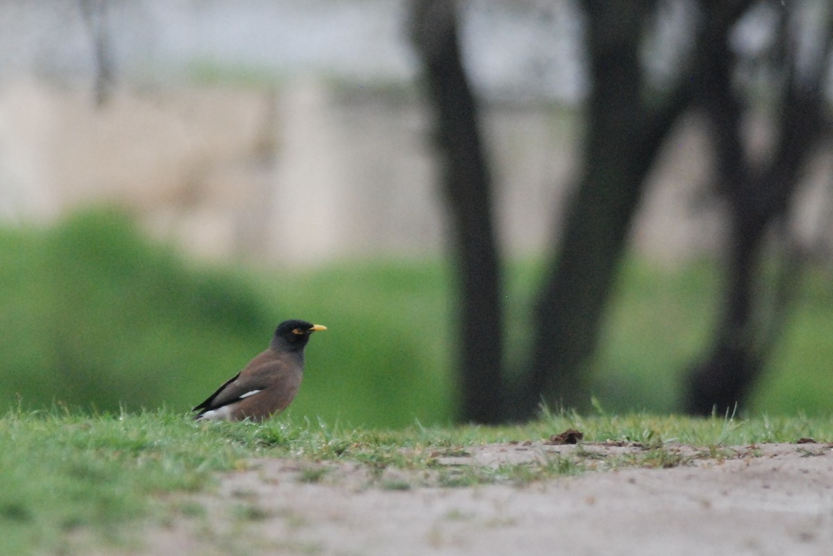 Common Myna - ML641397205