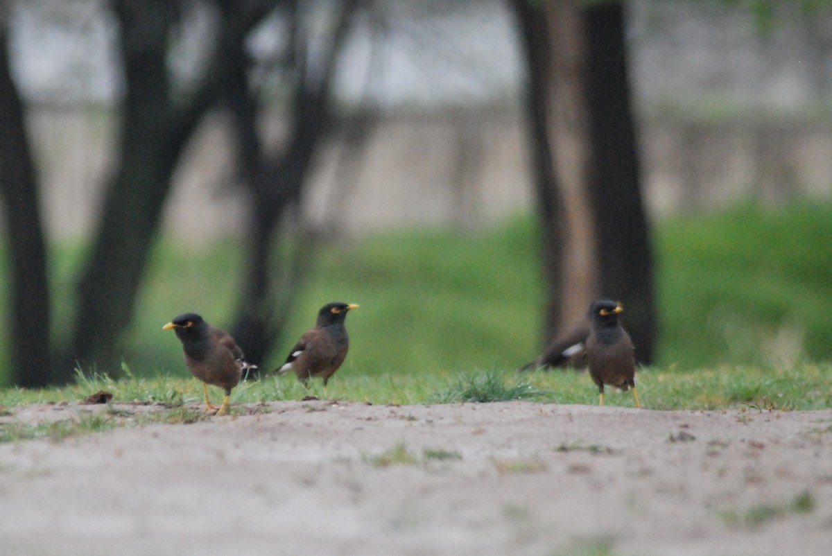 Common Myna - ML641397206