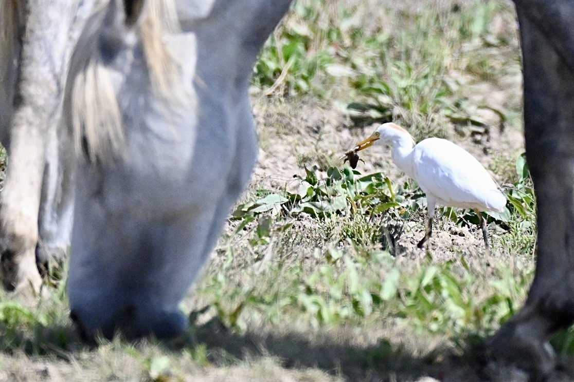Western Cattle-Egret - ML641397208