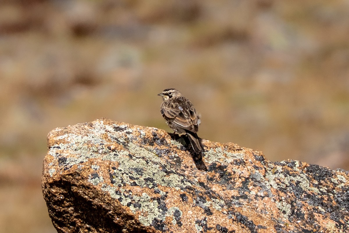 Horned Lark - ML641397217