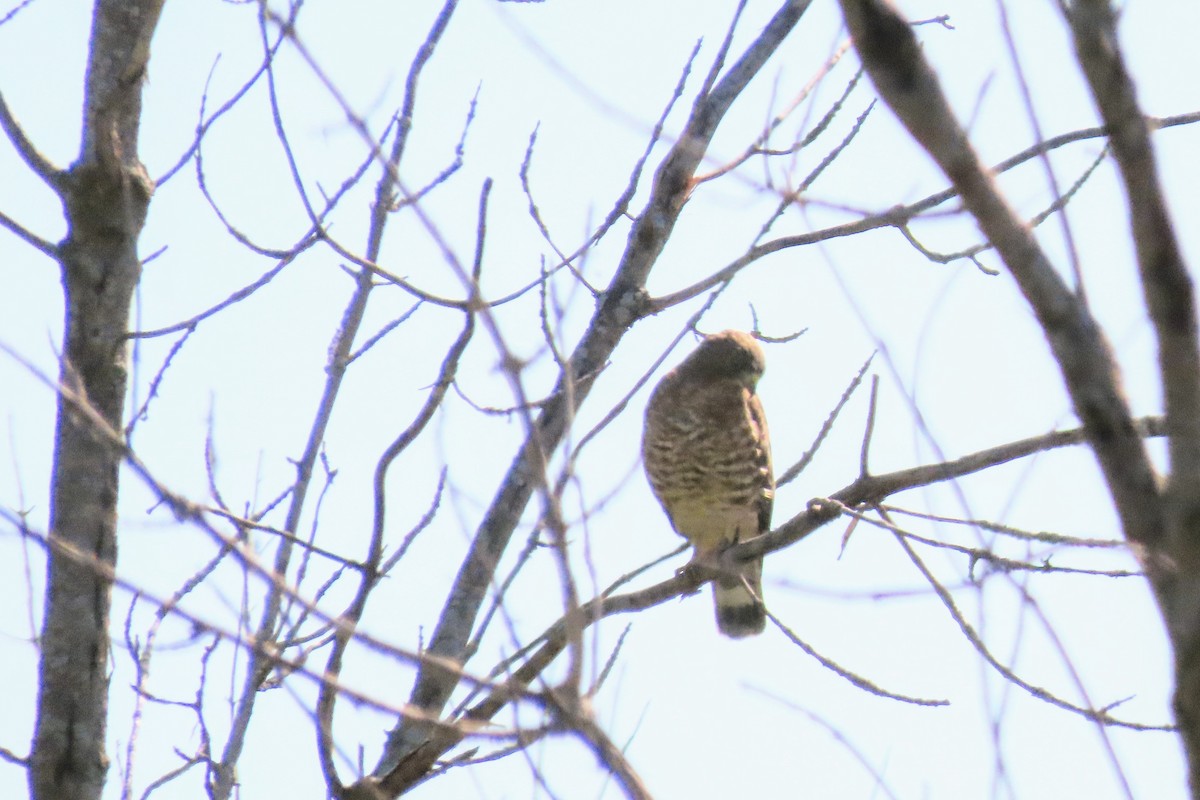 Broad-winged Hawk - ML641397231