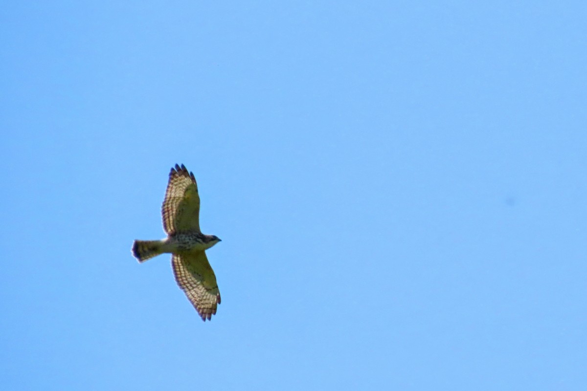 Broad-winged Hawk - ML641397232