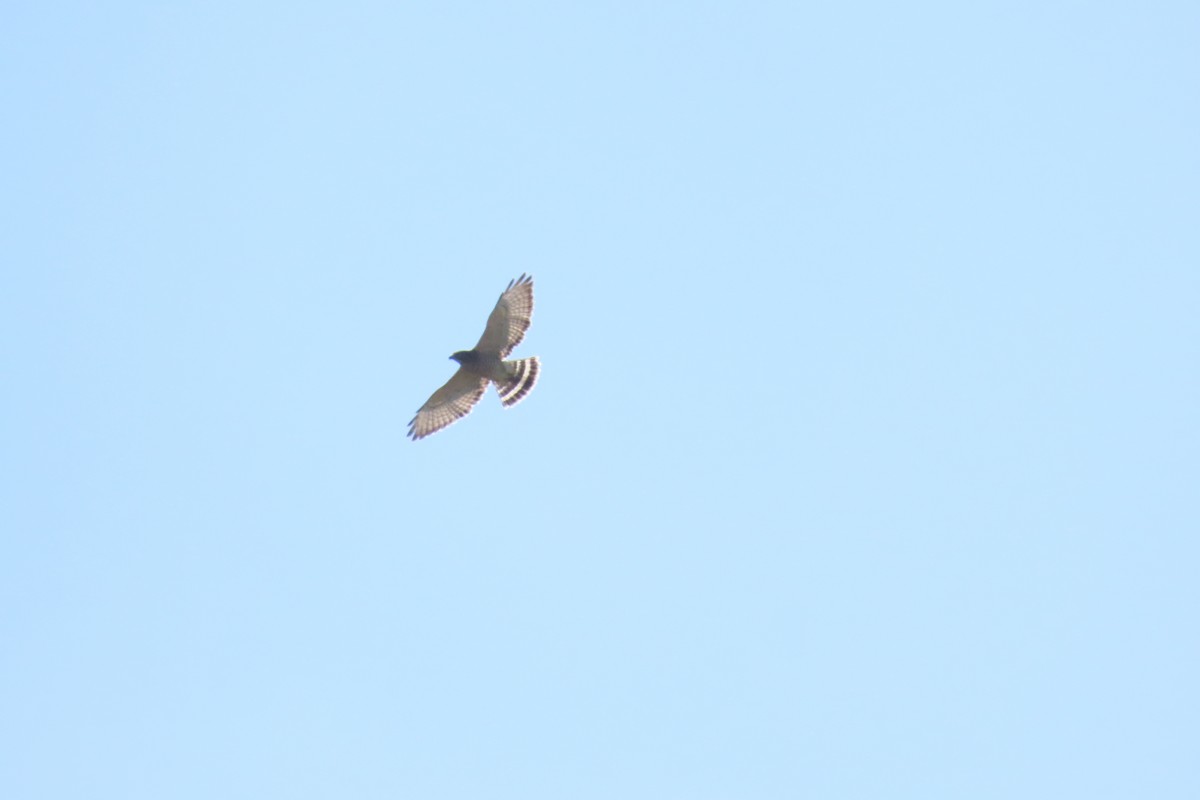 Broad-winged Hawk - ML641397233