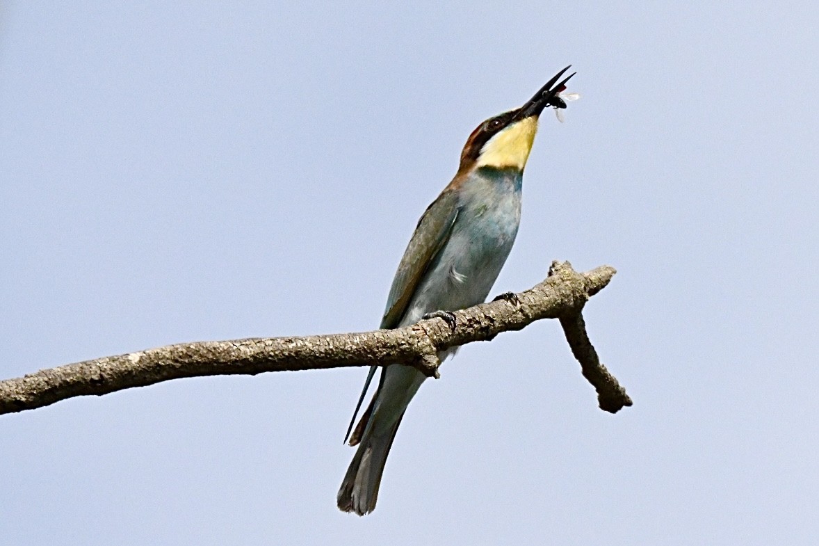 European Bee-eater - ML641397234