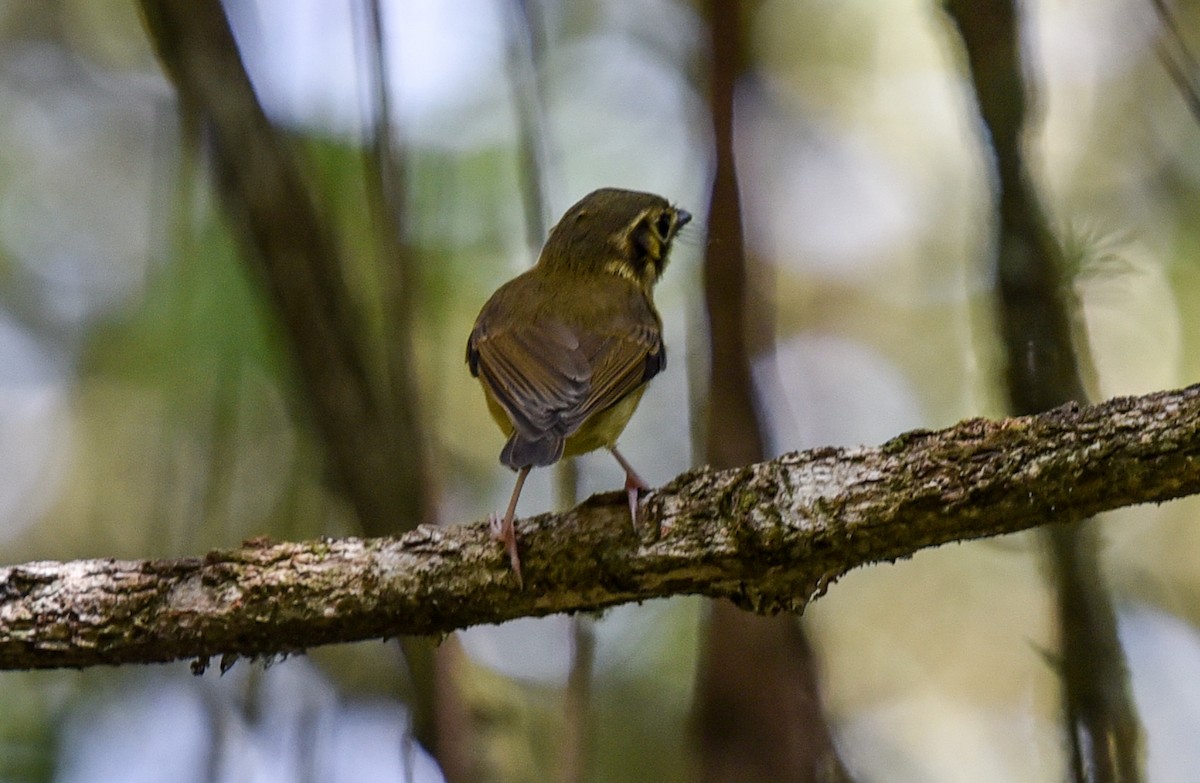 White-throated Spadebill (Eastern) - ML641397235