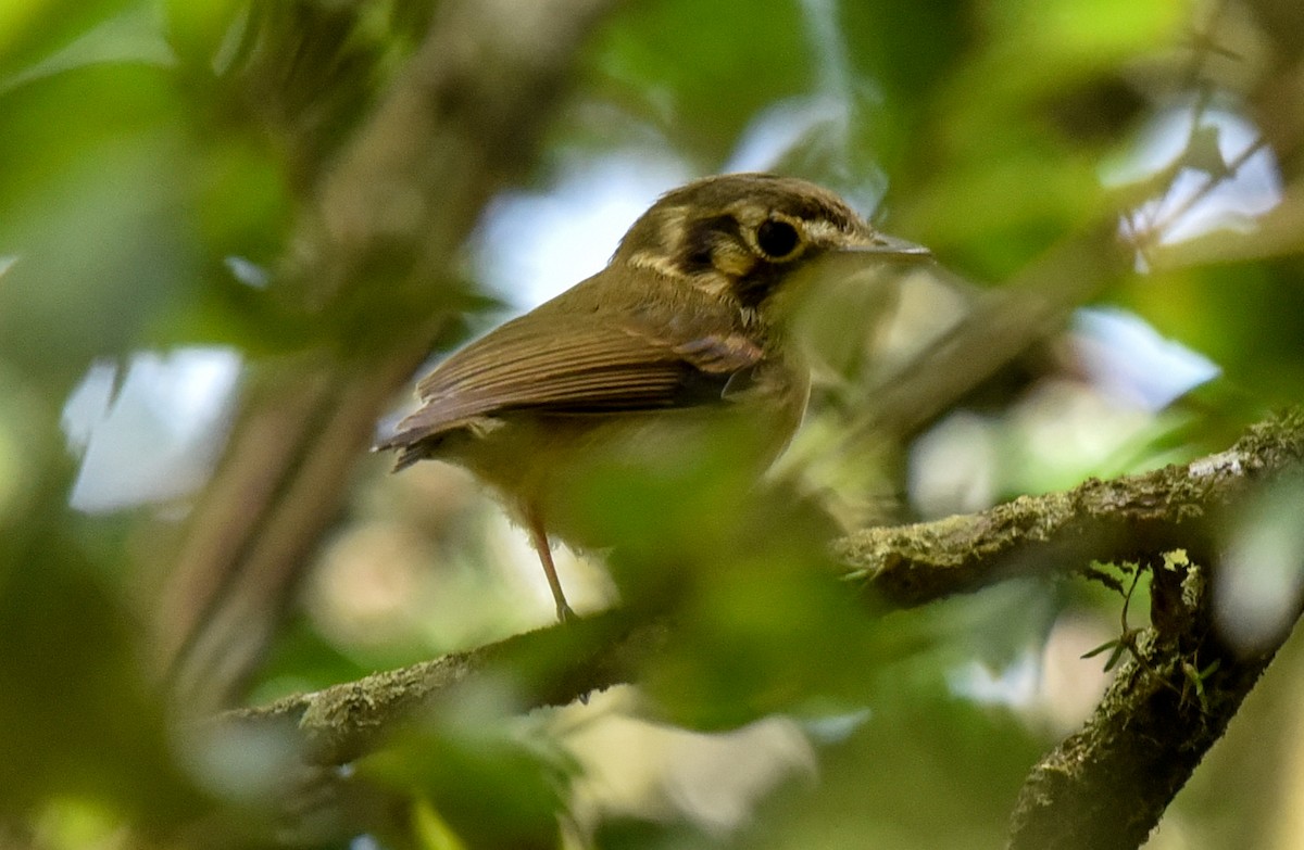 White-throated Spadebill (Eastern) - ML641397236