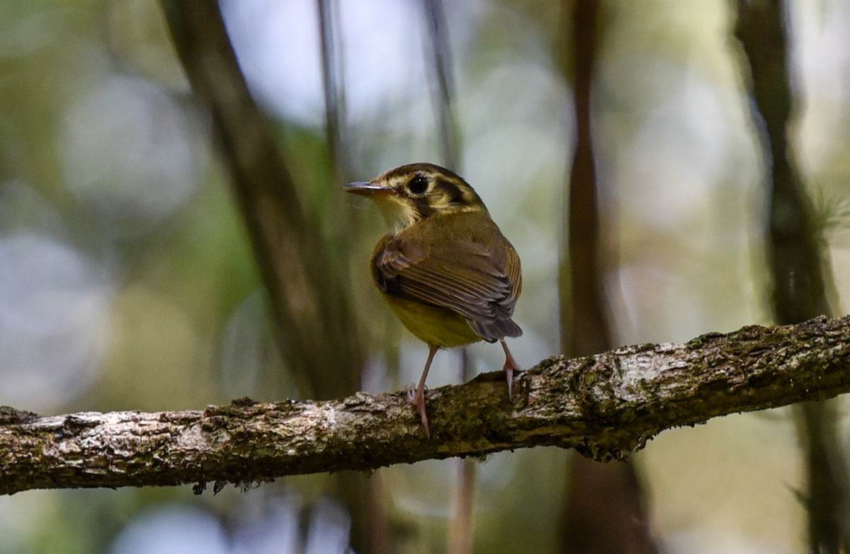 White-throated Spadebill (Eastern) - ML641397237