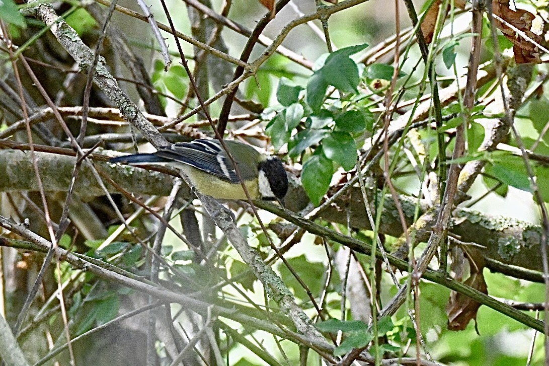 Great Tit - ML641397242
