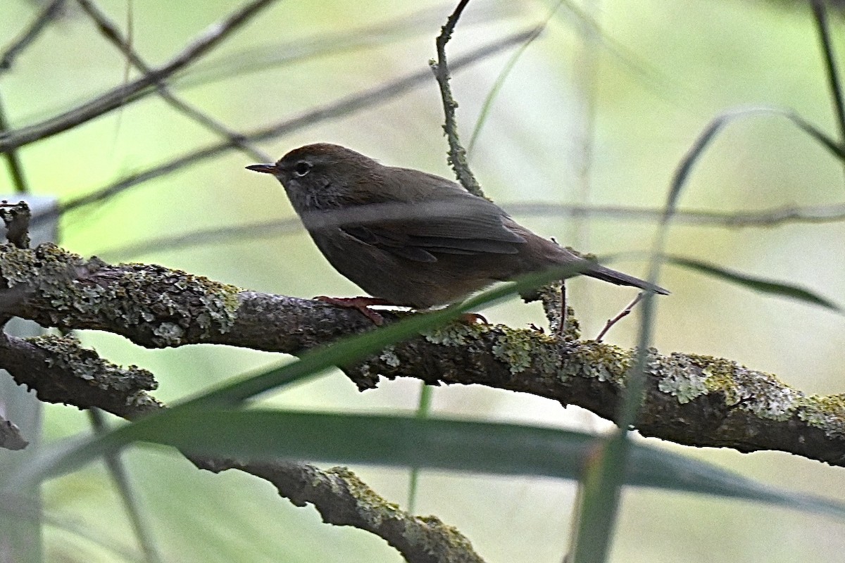 Cetti's Warbler - ML641397256