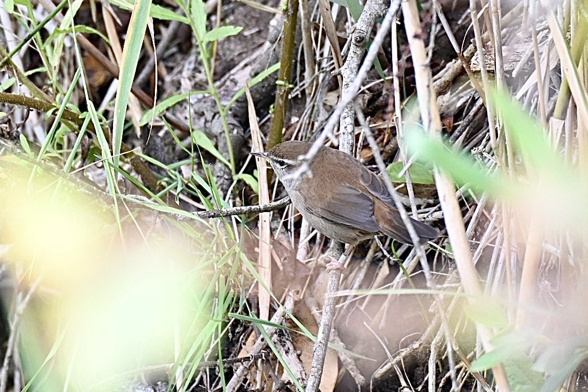 Cetti's Warbler - ML641397257