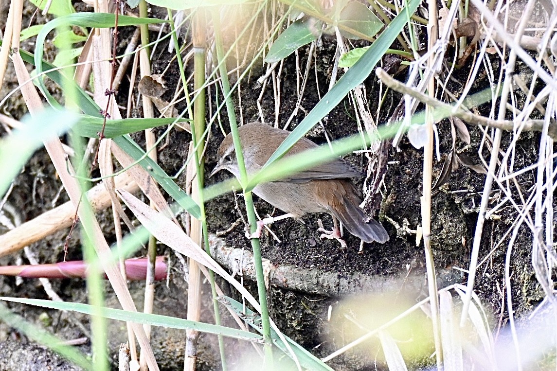 Cetti's Warbler - ML641397258
