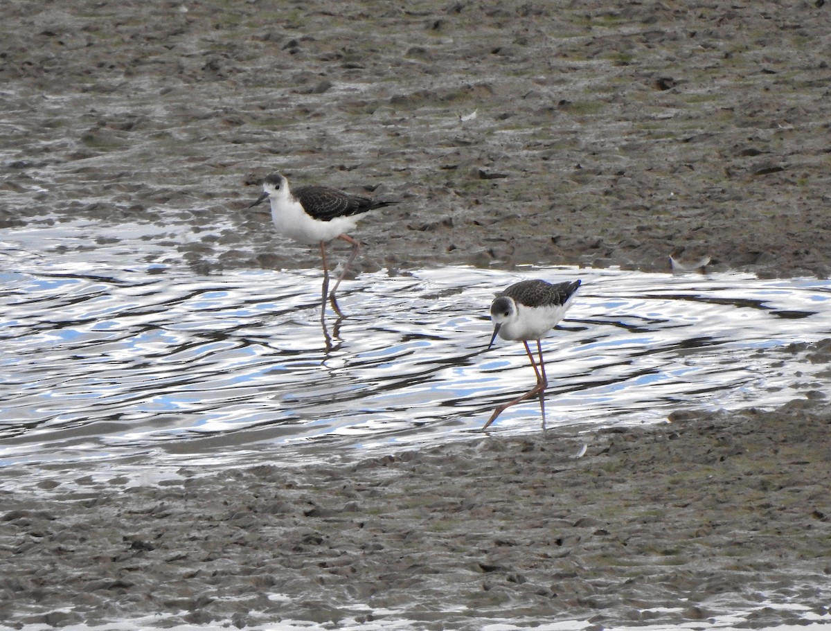 Эгэл хилэн жигүүр - ML641397275