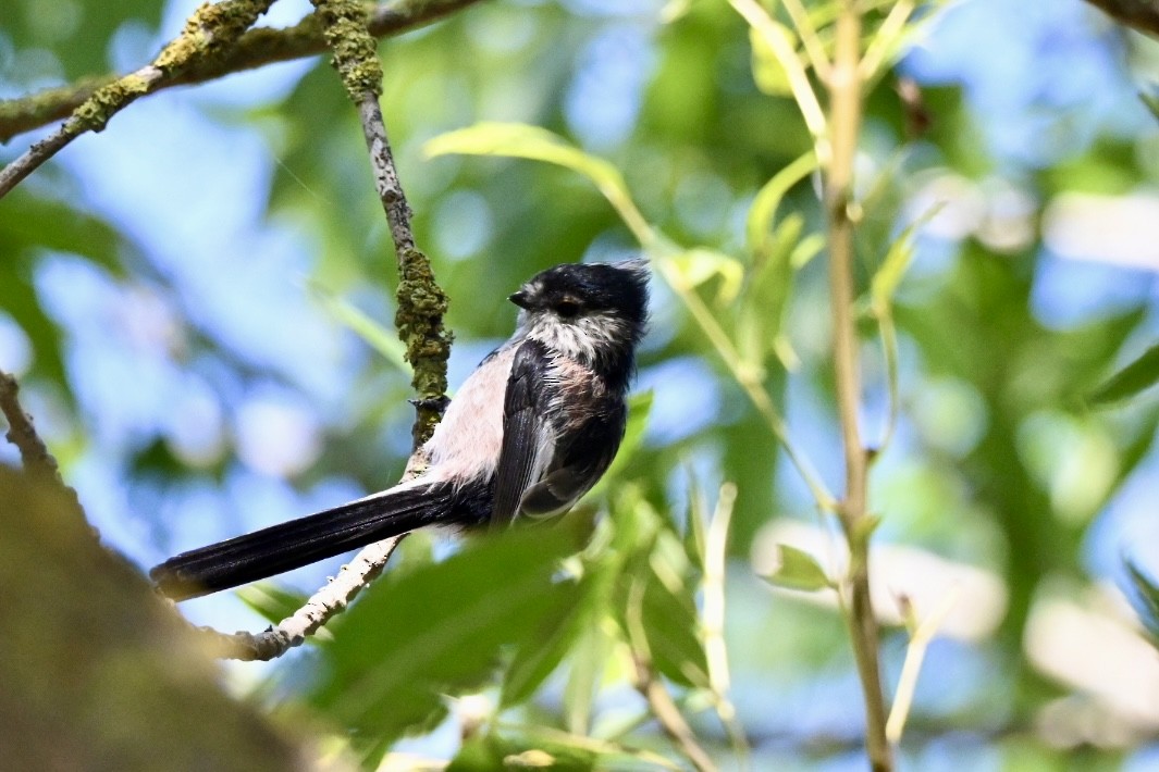 Long-tailed Tit - ML641397276