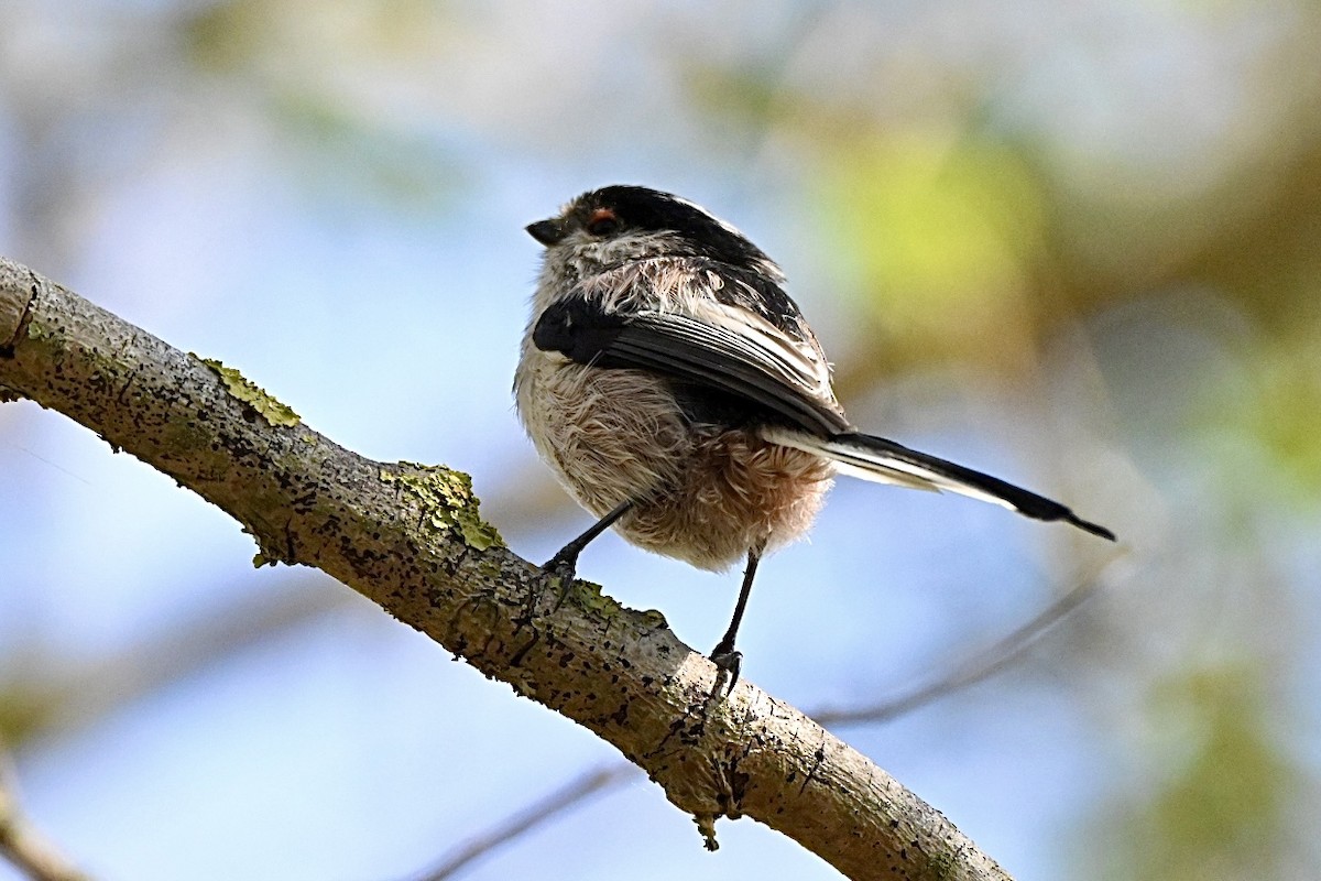 Long-tailed Tit - ML641397277