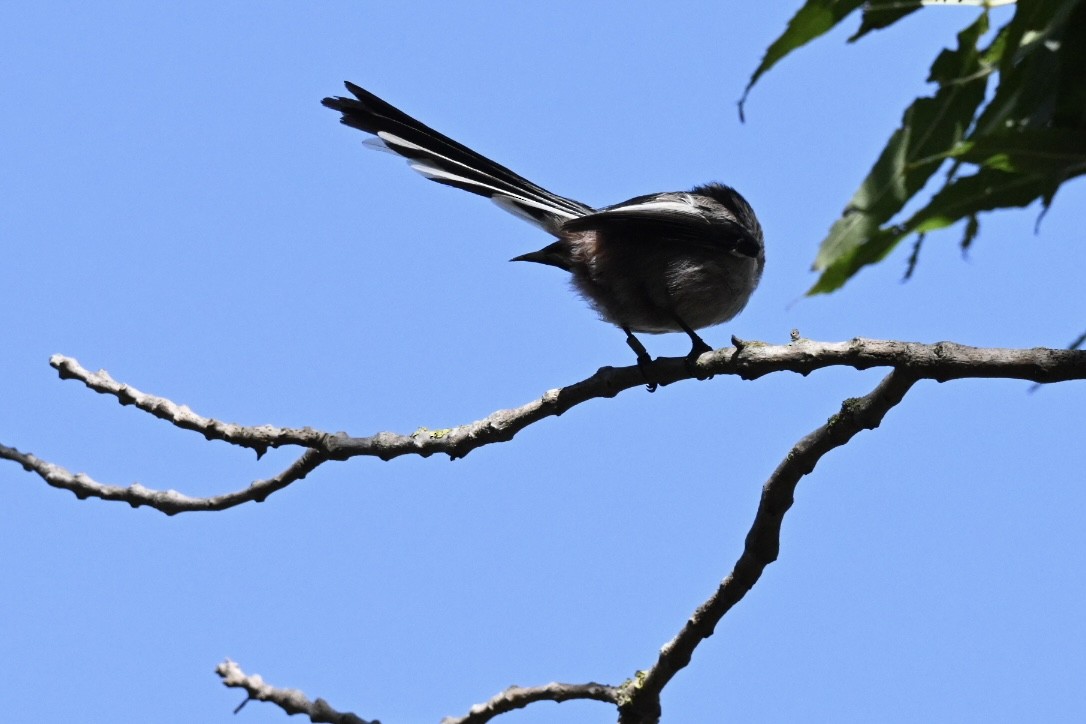 Long-tailed Tit - ML641397278