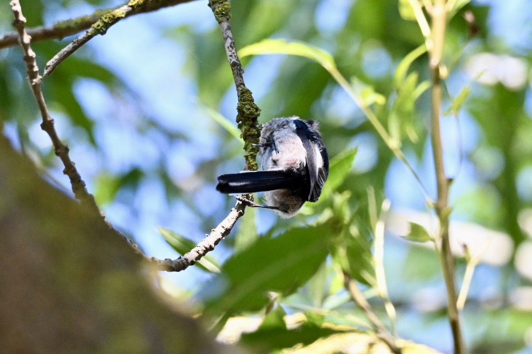 Long-tailed Tit - ML641397279