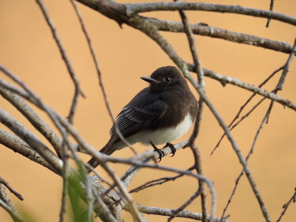 Black Phoebe - ML641397280