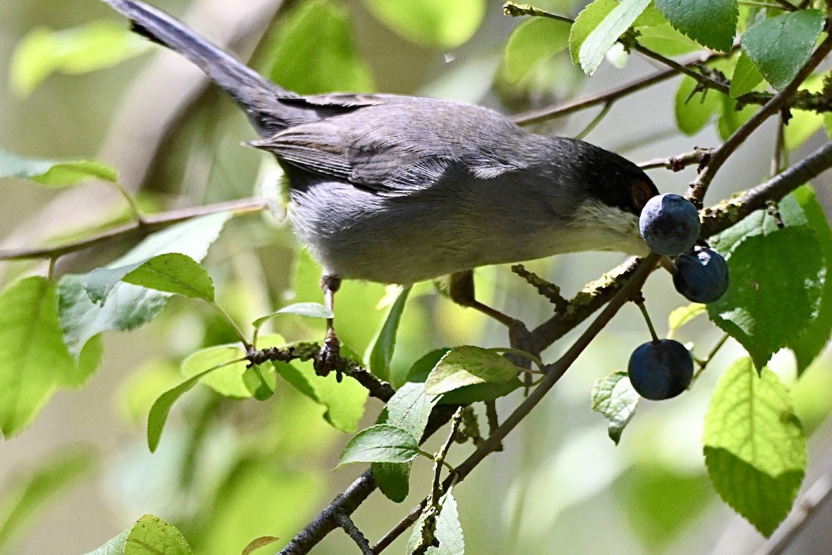 Sardinian Warbler - ML641397295