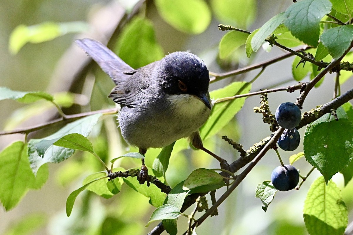 Sardinian Warbler - ML641397296