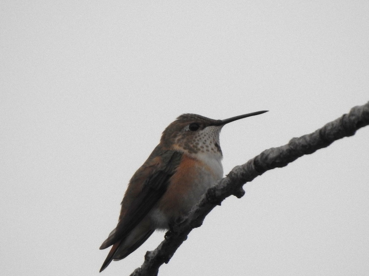Rufous Hummingbird - ML641397299