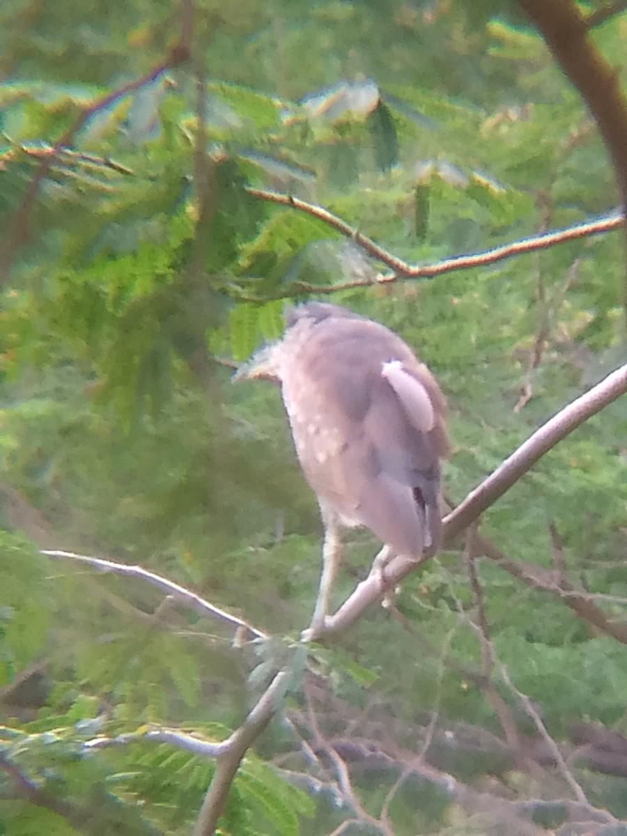 Black-crowned Night Heron - ML641397321