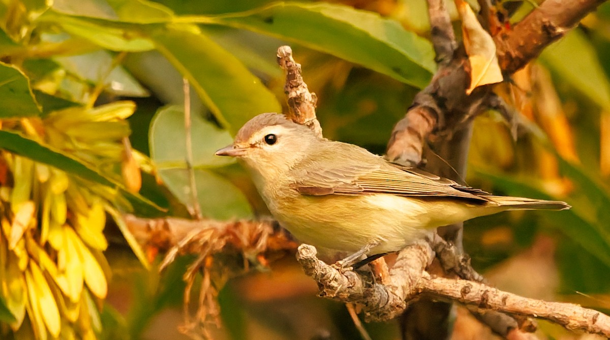Warbling Vireo - ML641397324