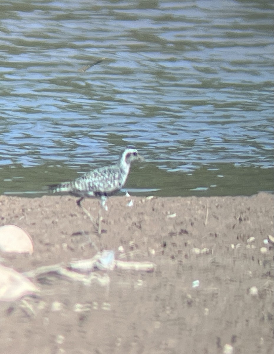 Piviere americano - ML641397327